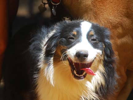 Happy Double Dog Ranch pup!